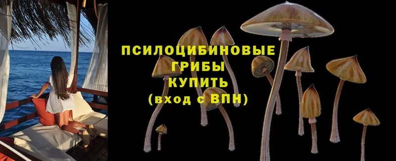 darknet состав  Гвардейск  Галлюциногенные грибы Psilocybe  наркотики 